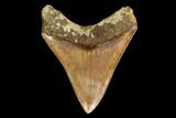 Serrated, Fossil Megalodon Tooth - Indonesia #149831-1